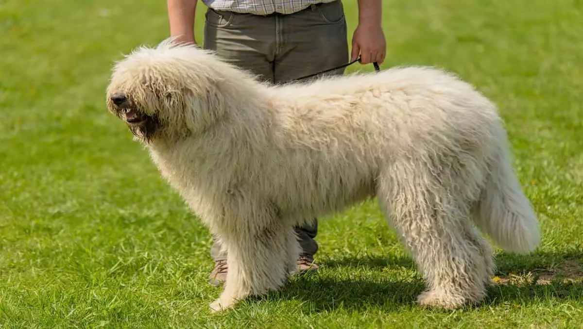 dog, mop, mop dog, the dog mop, dog vs mop, dog mop costume, funny dog videos, the dog ate a mop, dogs 101 mop dog, komondor dog, mop dogs, a dog swallowed a mop, dog care, puli dog, cute dog, steam mop, funny dog, the dog swallowed the mop, dog videos, dog breeds, mop dogs breed, mop dogs price, the dog swallowed the whole mop, mop dogs running, mop dogs swimming, mop dogs swimming, the dog, mop dogs as puppies, the dog ran, pet dog, clean dog mess, best mop