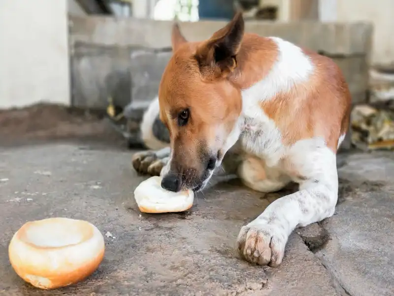can dogs eat bread, can dogs eat bread? dog eat bread, dogs eat bread, do dogs eat bread, can dogs eat garlic bread? bread, the dogs eat bread, my their dogs eat bread, do dogs eat bread crumbs, can dogs eat cinnamon bread, can dogs eat banana bread? can dogs eat multigrain bread? do dogs like bread, dogs, can dogs eat wheat bread, can the dog eat bread, what types of bread can dogs eat? my three dogs eating bread can dog eat rye bread, what foods can dogs eat
