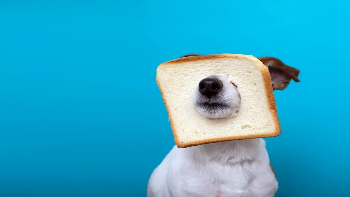 can dogs eat bread,can dogs eat bread?,dog eat bread,dogs eat bread,do dogs eat bread,can dogs eat garlic bread?,bread,the dogs eat bread,my there dogs eat bread,do dogs eat bread crumbs,can dogs eat cinnamon bread,can dogs eat banana bread?,can dogs eat multigrain bread?,do dogs like bread,dogs,can dogs eat wheat bread,can the dog eat bread,what types of bread can dogs eat?,my three dogs eating bread,can dogs eat rye bread,what foods can dogs eat