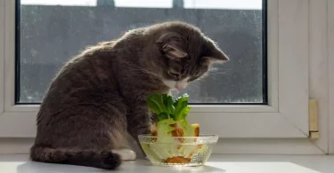 can cats eat lettuce,can cats eat salad,what can cats eat,can cats eat watermelon,can cats have chocolate,can cats eat rice, food can cats eat