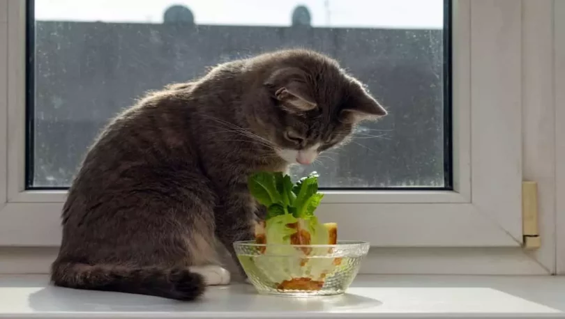 can cats eat lettuce,can cats eat salad,what can cats eat,can cats eat watermelon,can cats have chocolate,can cats eat rice, food can cats eat