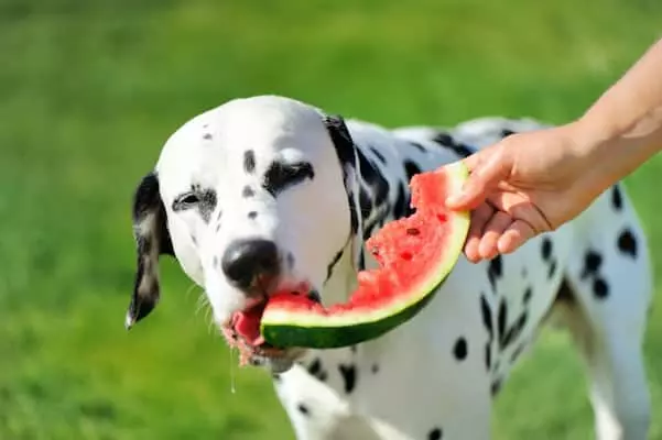 can dogs eat watermelon, is watermelon good for dogs, can dogs have watermelon, can dogs eat watermelon rind, is watermelon bad for dogs, can dogs eat watermelon rind, can dogs have cinnamon, can dogs eat bread, can dogs eat popcorn, can dogs eat asparagus