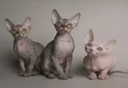 sphynx cat,Sphynx cat breeds,Sphynx cat vetstreet, hairless cat,cat,cats