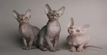 sphynx cat,Sphynx cat breeds,Sphynx cat vetstreet, hairless cat,cat,cats