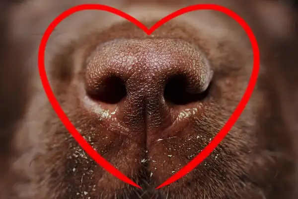Why Do Dogs Have Wet Noses, why do dogs have wet noses book, why are dogs' noses wet or dry, should a dog's nose be cold, why are dogs' noses wet and cold, dog wet nose dripping, what does it mean when a dog's nose is dry, why are dogs' noses wet on the outside, why do dog's noses get dry