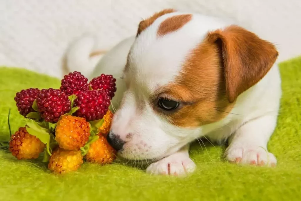 can dogs eat raspberries can dogs have raspberries are raspberries good for dogs can dogs eat raspberries can dogs have raspberries are raspberries bad for dogs are dogs allergic to raspberries are raspberries safe for dogs