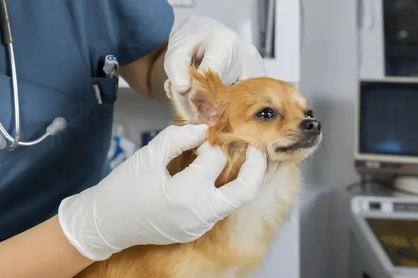 dog ear hematoma What you do not know about hematoma, how to drain a dog ear hematoma at home, dog ear hematoma keeps filling up, dog-ear hematoma heal on its own, how to treat dog ear hematoma at home, dog ear hematoma buttons, dog ear hematoma pictures, Ear hematoma dog, dog ear hematoma popped