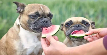can dogs eat watermelon, is watermelon good for dogs, can dogs have watermelon, can dogs eat watermelon rind, is watermelon bad for dogs, can dogs eat watermelon rind, can dogs have cinnamon, can dogs eat bread, can dogs eat popcorn, can dogs eat asparagus
