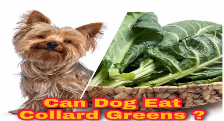 can dogs eat collard greens, collard greens, dog of wisdom, southern greens, eat collard greens, dogs eat, safe for dogs, dogs collard green, dog smile, are dentastix safe for dogs, Heartgard for dogs, Heartgard, advantage multi for dogs, service dog registration, trifexis for dogs