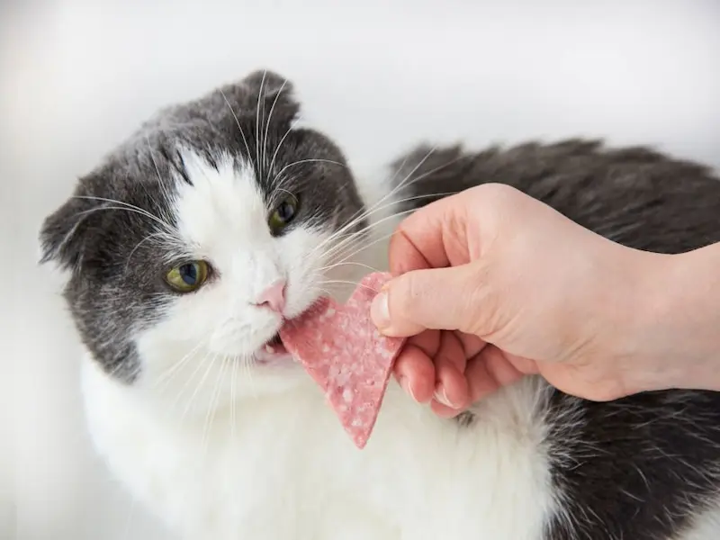 salami, cats can have a little salami, can cat eat salami, a cat can eat salami, cat salami, can my cat eat salami, cats can have salami, cat salami meme, salami for cats, cats can eat a little salami, cats can eat little a salami, cat salami memes, cat eating salami, danish salami, can a cat have little salami, cat meme salami, cats can have little a salami, little salami, salami, little salami meme