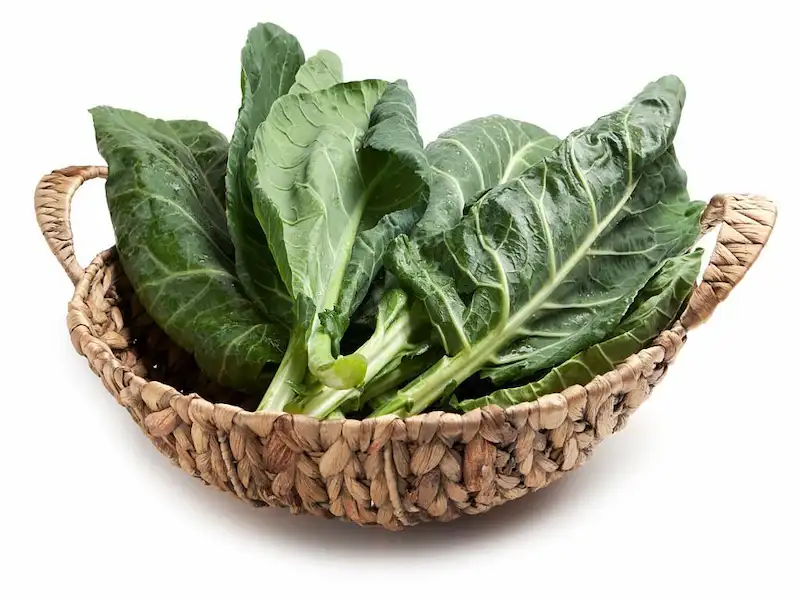 can dogs eat collard greens,collard greens,dog of wisdom,southern greens,eat collard greens,dogs eat,safe for dogs,dogs collard green,dog smile,are dentastix safe for dogs,heartgard for dogs,heartgard,advantage multi for dogs,service dog registration,trifexis for dogs