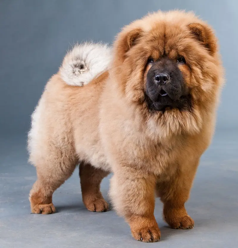 chow chow dogs,chow chow size,chow chow cute,cute chow chow,chow chow Azul,chow chow bebe,chow chow raça,chow chow cane,chow chow nero,chow chow bleu,chow chow gris,baby chow chow,chow chow song,chow chow nain,chow chow Prix,chow chow noir, chow chow puppy, chow chow facts