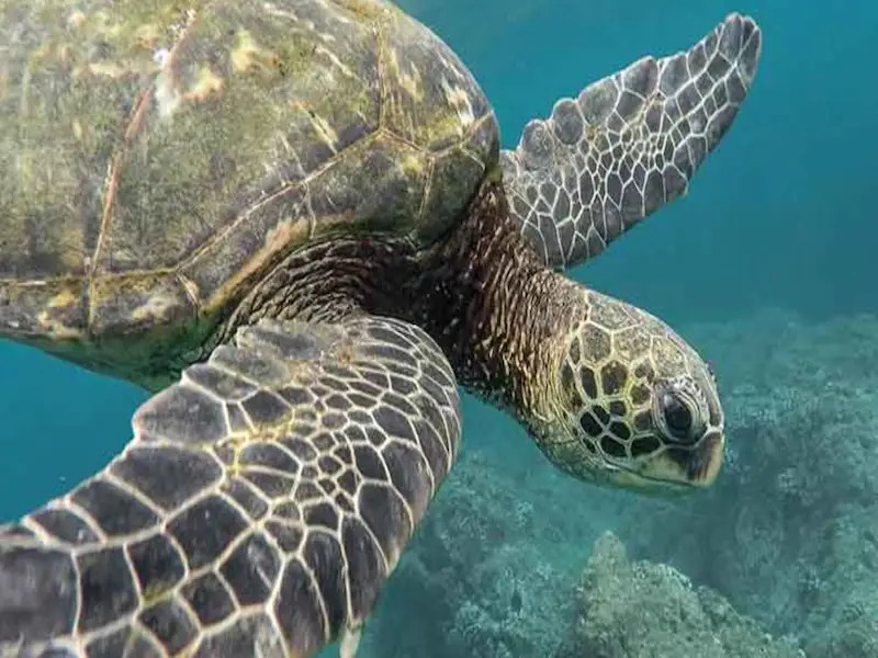 Do Green Sea Turtles Have Scales?