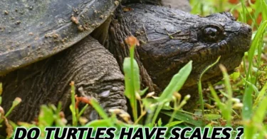 Turtles Have Scale
