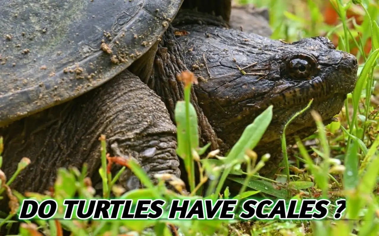 Turtles Have Scale