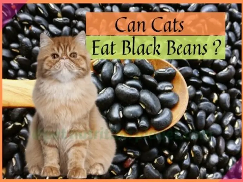 beans, can cat eat beans, do cats eat green beans, beans and cats, cat eat beans, cats green beans, can dog eat beans, cat eat baked beans, do cats like green beans, can dogs eat pinto beans, can dogs eat kidney beans?
green beans, broad beans, baked beans, why fava beans can kill you, can cat eat vegetables, Heinz baked beans, baked beans (food), cat eats green beans!!,what can cats eat, eating cats, what do cats eat, green bean cats, can cats eat vegetables