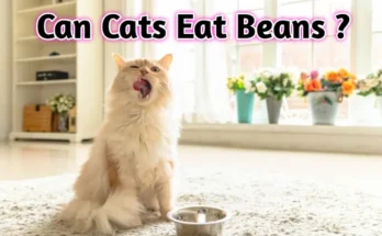 beans, can cat eat beans, do cats eat green beans, beans and cats, cat eat beans, cats green beans, can dog eat beans, cat eat baked beans, do cats like green beans, can dogs eat pinto beans, can dogs eat kidney beans? green beans, broad beans, baked beans, why fava beans can kill you, can cat eat vegetables, Heinz baked beans, baked beans (food), cat eats green beans!!,what can cats eat, eating cats, what do cats eat, green bean cats, can cats eat vegetables