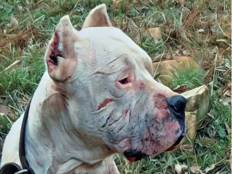 A Brave dog risked his life to fight off a puma and save two little girls