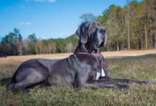 great Dane, funny great Danes, great Danes, owning a great Dane, loving great Danes, blue great Dane, Great Dane growth, buying a great Dane, Great Dane vlog, big great Dane, Great Dane puppy, great Dane socialization, great Dane puppies, great Dane dog, great Dane roxy, great Dane socializing, great Dane temperament, great Dane compilation, black great Dane, great Dane transformation, great, what to love about great Danes, why do people like Great Danes