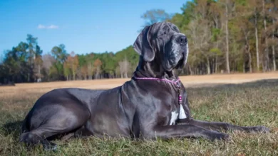 great Dane, funny great Danes, great Danes, owning a great Dane, loving great Danes, blue great Dane, Great Dane growth, buying a great Dane, Great Dane vlog, big great Dane, Great Dane puppy, great Dane socialization, great Dane puppies, great Dane dog, great Dane roxy, great Dane socializing, great Dane temperament, great Dane compilation, black great Dane, great Dane transformation, great, what to love about great Danes, why do people like Great Danes