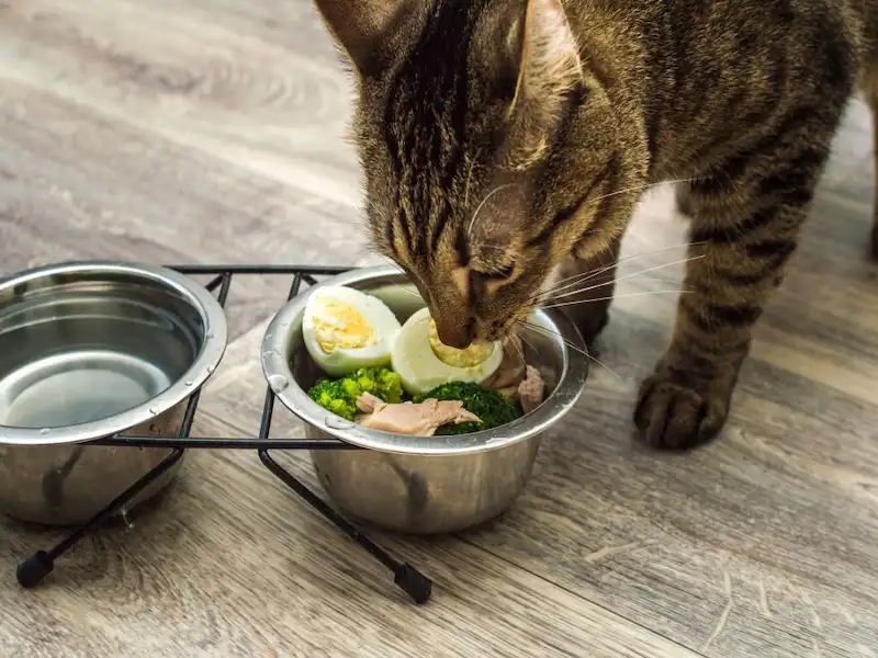 cat eggs, human food for cats, human foods that are good for cats, human foods for cats, human foods cats can eat, cats, human foods that are great for cats, human foods that are toxic for cats,11 human foods your cat can eat, toxic food for cats, what can cats eat, safe food for cats, human foods that are safe for cats, safe human food for cats, dangerous foods for cats, foods that are toxic to cats, foods that are safe for cats, dangerous food for cats