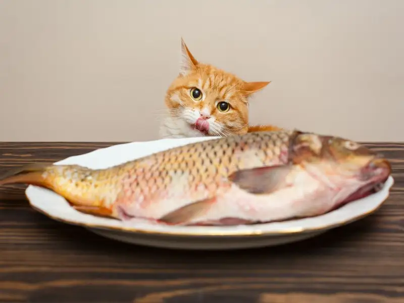 cat fish, human food for cats, human foods that are good for cats, human foods for cats, human foods cats can eat, cats, human foods that are great for cats, human foods that are toxic for cats,11 human foods your cat can eat, toxic food for cats, what can cats eat, safe food for cats, human foods that are safe for cats, safe human food for cats, dangerous foods for cats, foods that are toxic to cats, foods that are safe for cats, dangerous food for cats
