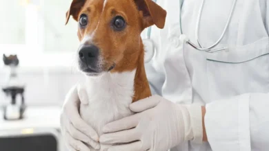 parvovirus, parvo dog virus, parvovirus treatment, parvovirus in dogs, dog, canine parvovirus in dogs, parvovirus in dog, parvovirus symptoms, canine parvovirus, parvo dog virus treatment, parvovirus dog, dog parvovirus, parvovirus in dog, parvovirus symptoms in puppies, parvovirus in puppies, parvovirus remedy, parvovirus symptoms in dogs, parvo dog virus symptoms, parvovirus treatment in dogs, parvovirus dog food, parvovirus dog recovery, parvovirus dogs symptoms