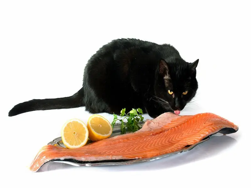 Salamon cat, human food for cats, human foods that are good for cats, human foods for cats, human foods cats can eat, cats, human foods that are great for cats, human foods that are toxic for cats,11 human foods your cat can eat, toxic food for cats, what can cats eat, safe food for cats, human foods that are safe for cats, safe human food for cats, dangerous foods for cats, foods that are toxic to cats, foods that are safe for cats, dangerous food for cats