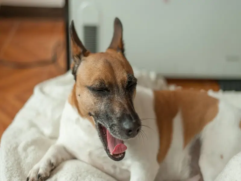 reverse sneeze, reverse sneezing in dogs, reverse sneeze in dogs, what is a reverse sneeze, how to stop reverse sneezing in dogs, reverse dog sneezes, reverse sneezes in dogs, reverse sneezing, what is reverse sneezing in dogs, dog reverse sneeze, reverse sneeze dog, why do dogs reverse sneeze, reverse, what is a reverse sneeze in dogs? stop reverse sneezing in dogs, reverse sneezing in dogs cure, sneeze, reverse sneezing in dogs what to do, do dogs sneeze