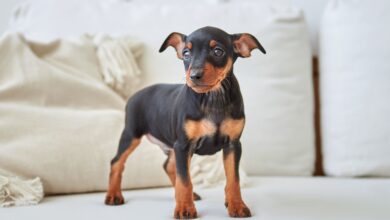 Miniature Pinscher price and expenses how much does a Miniature Pinscher cost