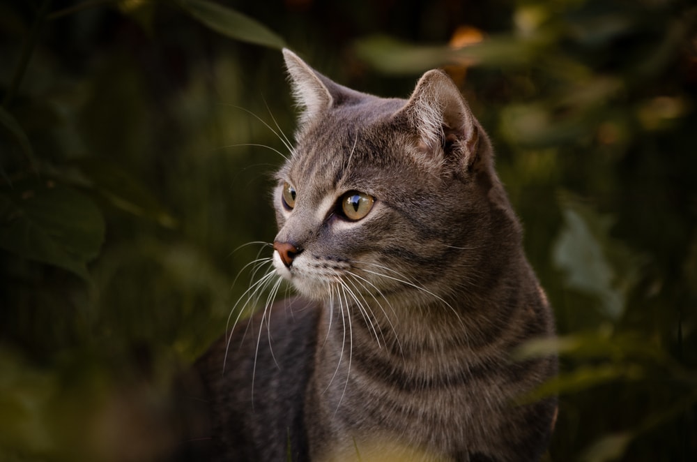 Wild cat Max Holden Shutterstock