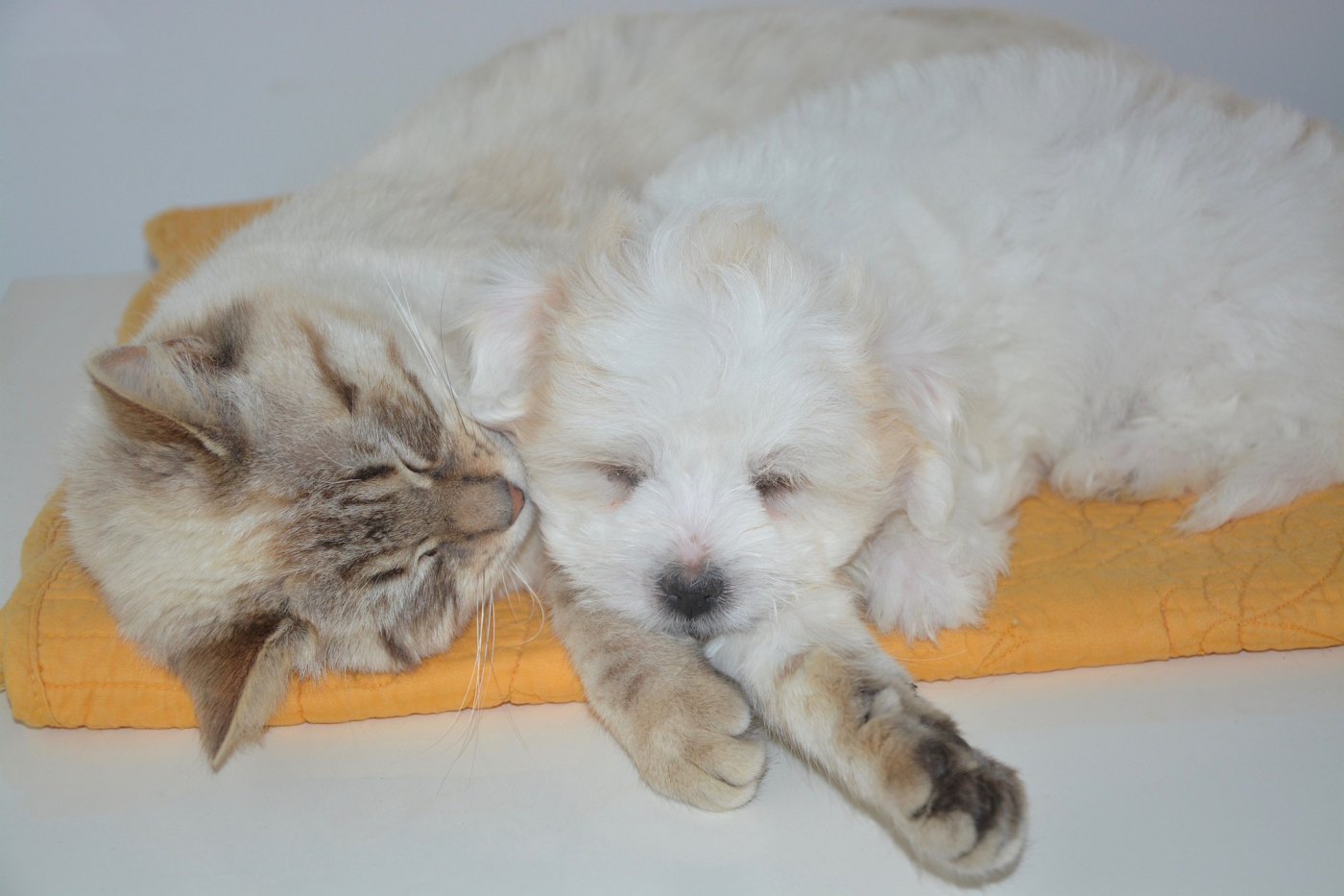 cat lying with puppy