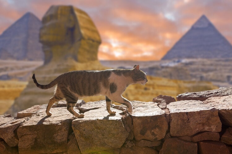 cat walking on egyptian ruins