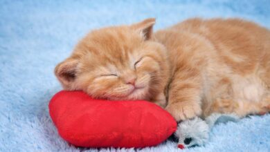 ginger cat asleep on red cushion