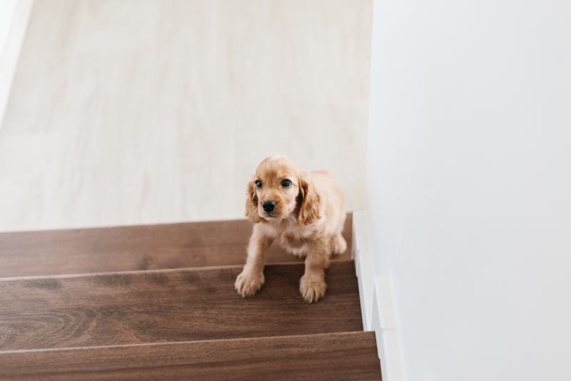 2 month old cute english cocker spaniel puppy on the stairs Switlana Sonyashna Shutterstock