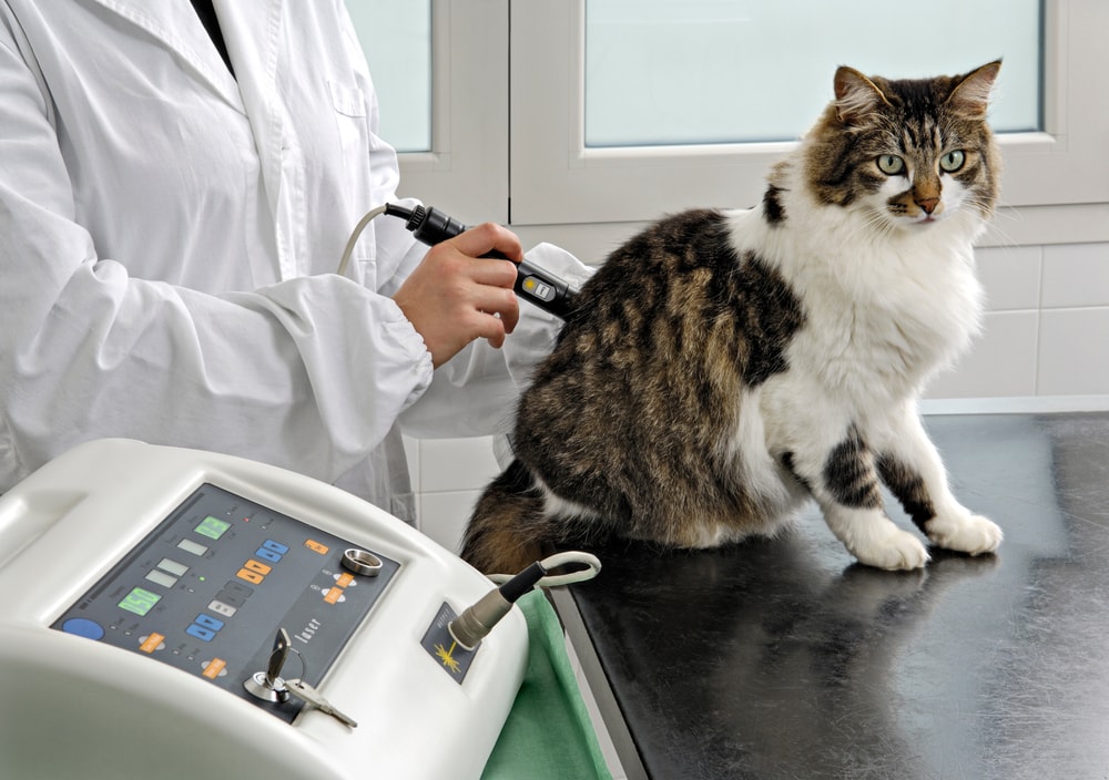 A vet gives laser therapy to a cat Luigi De Zotti Shutterstock