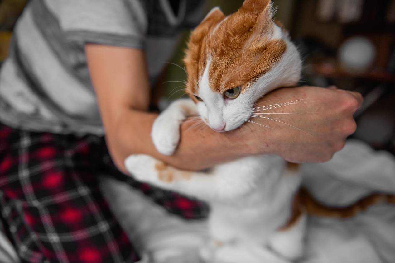 Cat bite arm Julia Pavaliuk Shutterstock