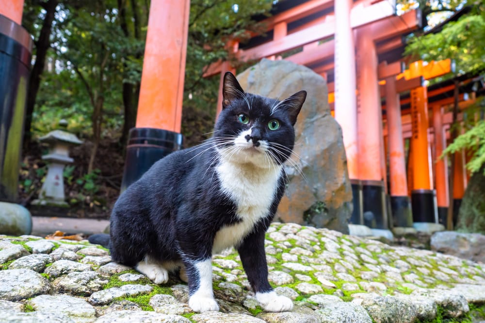 Cat on the background of the Japanese arches in Kyoto FOTOGRIN Shutterstock