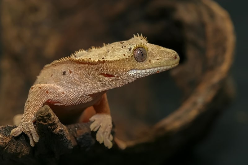 Close up Crested gecko Krisda Ponchaipulltawee Shutterstock