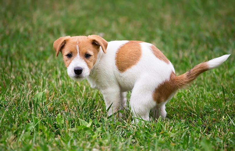 Cute Jack Russell Terrier dog puppy doing his toilet Reddogs Shutterstock