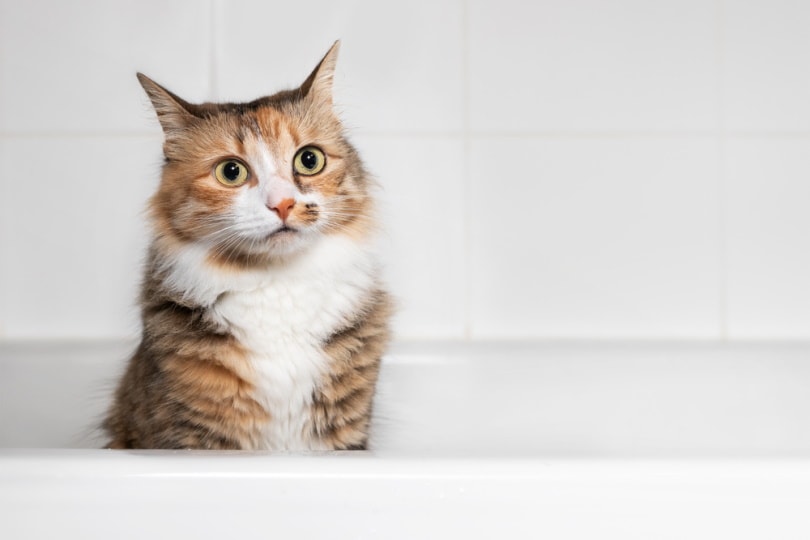 Cute cat in the bathtub sophiecat Shutterstock