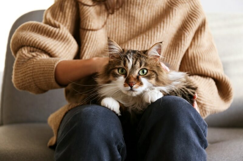 Domestic cat lying on owners lap evrymmnt Shutterstock e1670248075796