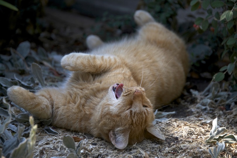 Domesticated orange tabby cat rolling around in the dirt Sheila Fitzgerald shutterstock