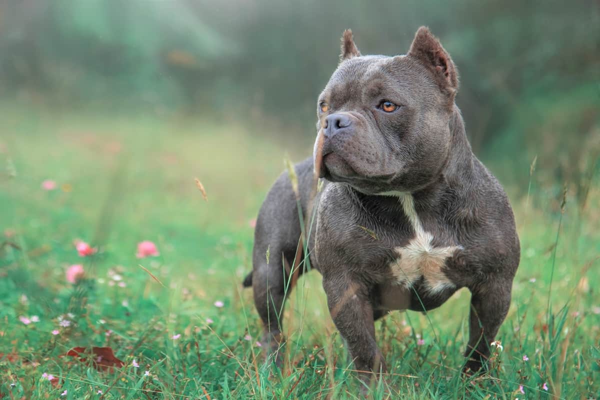 Exotic Bully with muscular body and short legs