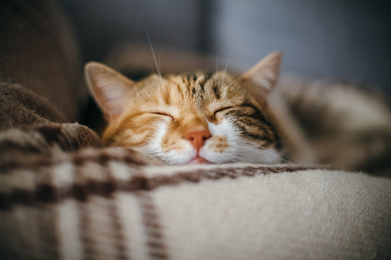 Front view of cute beautiful cat sleeping in her dreams on a classic British patterned quilt Hadrian Shutterstock