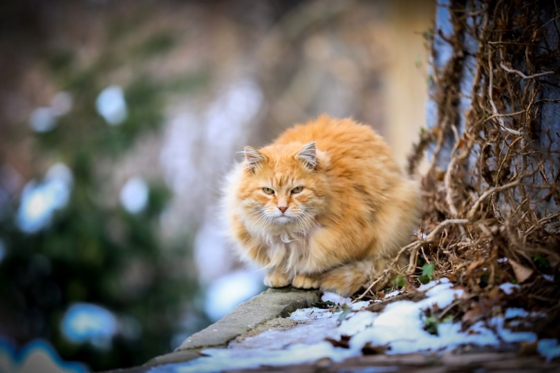 Ginger cat sitting outside with snow on the