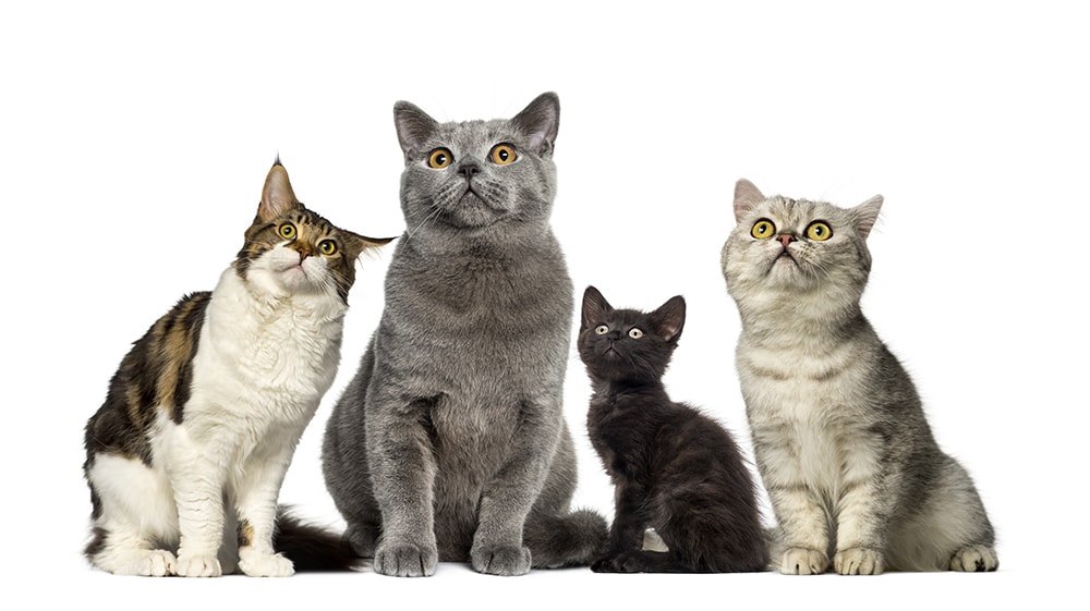 Group of cats Eric Isselee Shutterstock