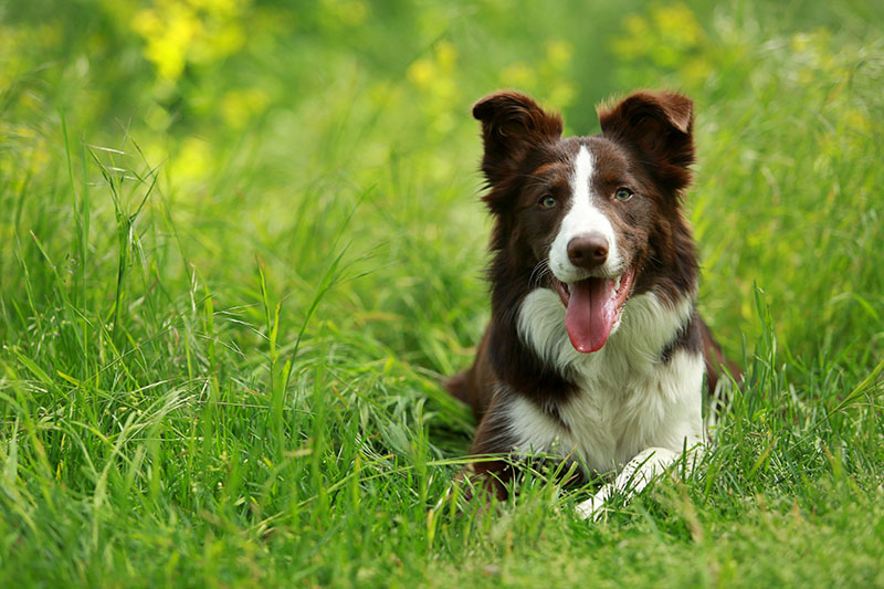 Happy brown and white border collie dog with tongue sticking out Lioneska Shutterstock