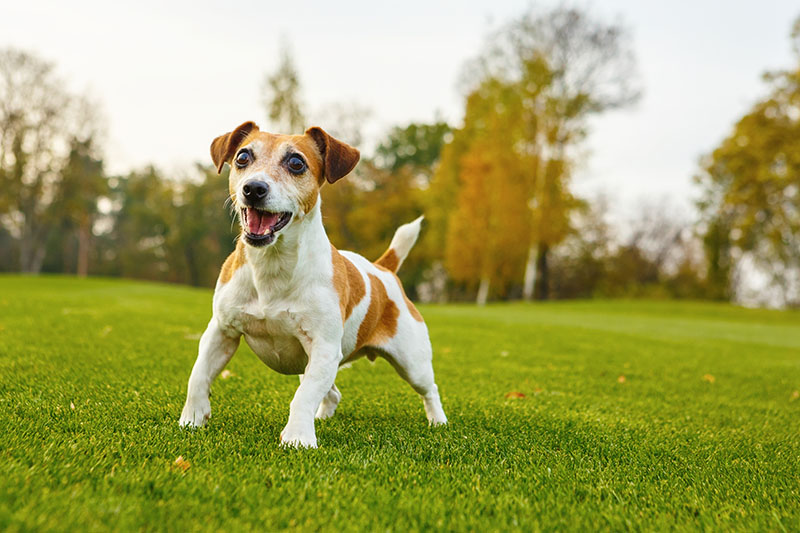 Jack Russell terrier want to play waiting when you throw a toy Iryna Kalamurza Shutterstock