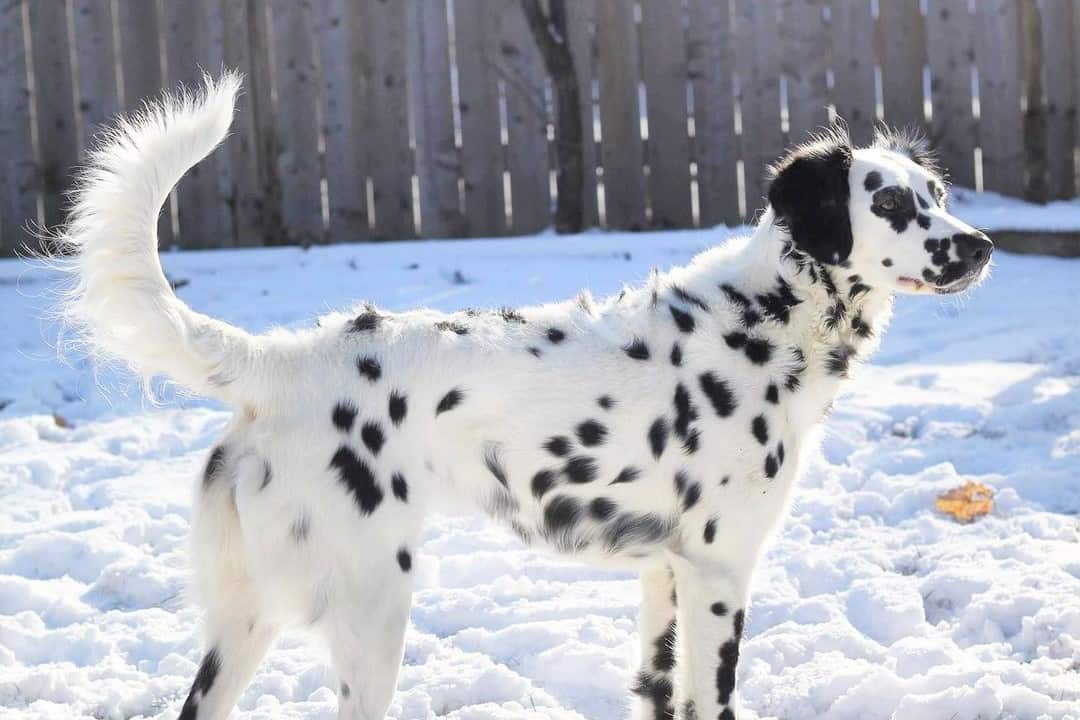 Long haired Dalmatian during winter